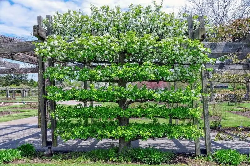 Espalier Elegance