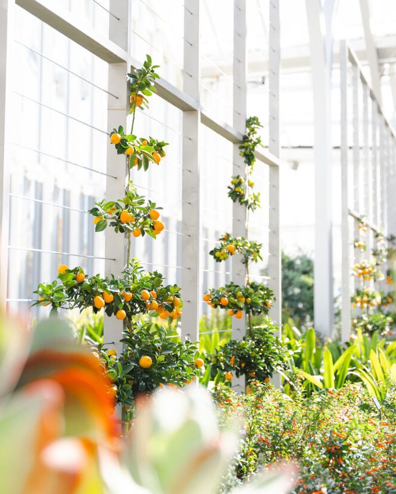 Espalier Flowers