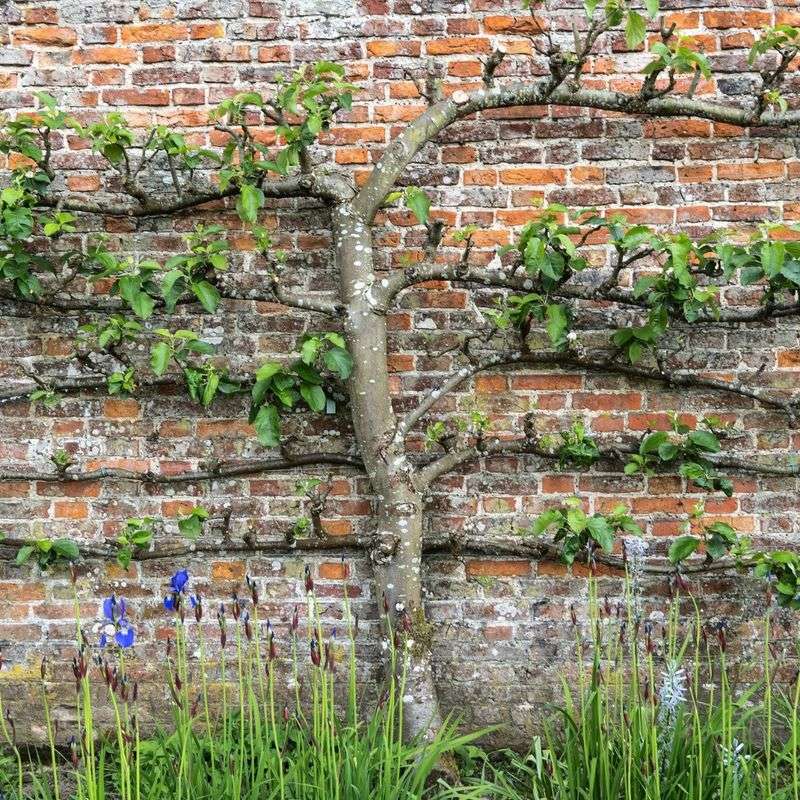 Espalier Fruit Trees