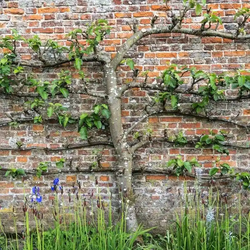 Espalier Fruit Trees