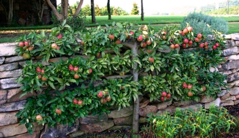 Espalier Fruit Trees