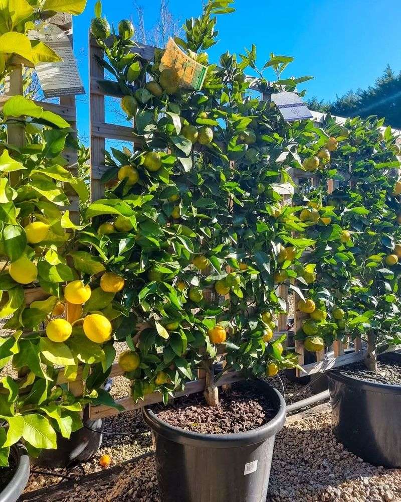 Espaliered Fruit Trees