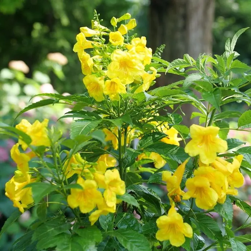 Esperanza