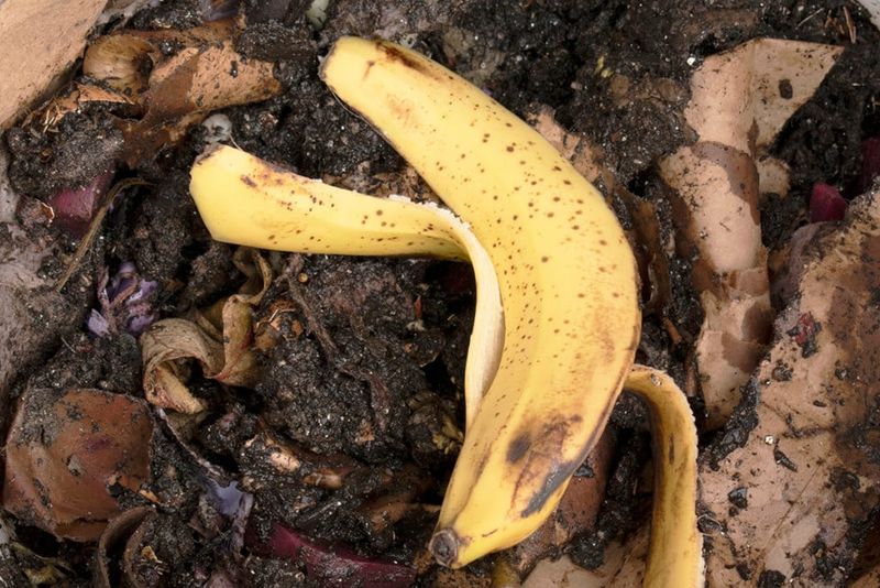 Banana Peels