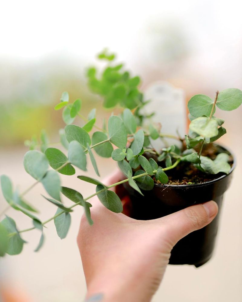 Eucalyptus