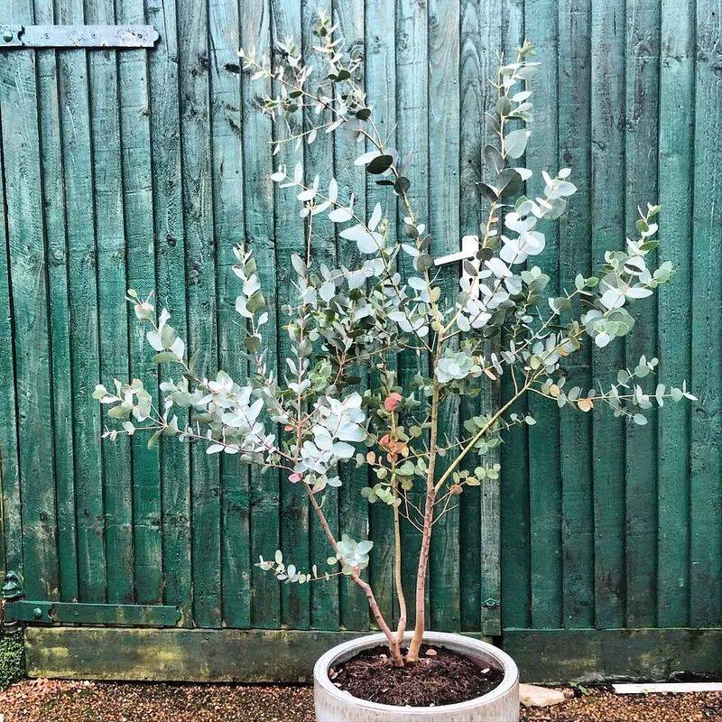 Eucalyptus