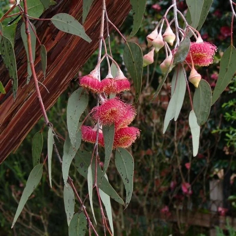 Eucalyptus’ Flammable Oil