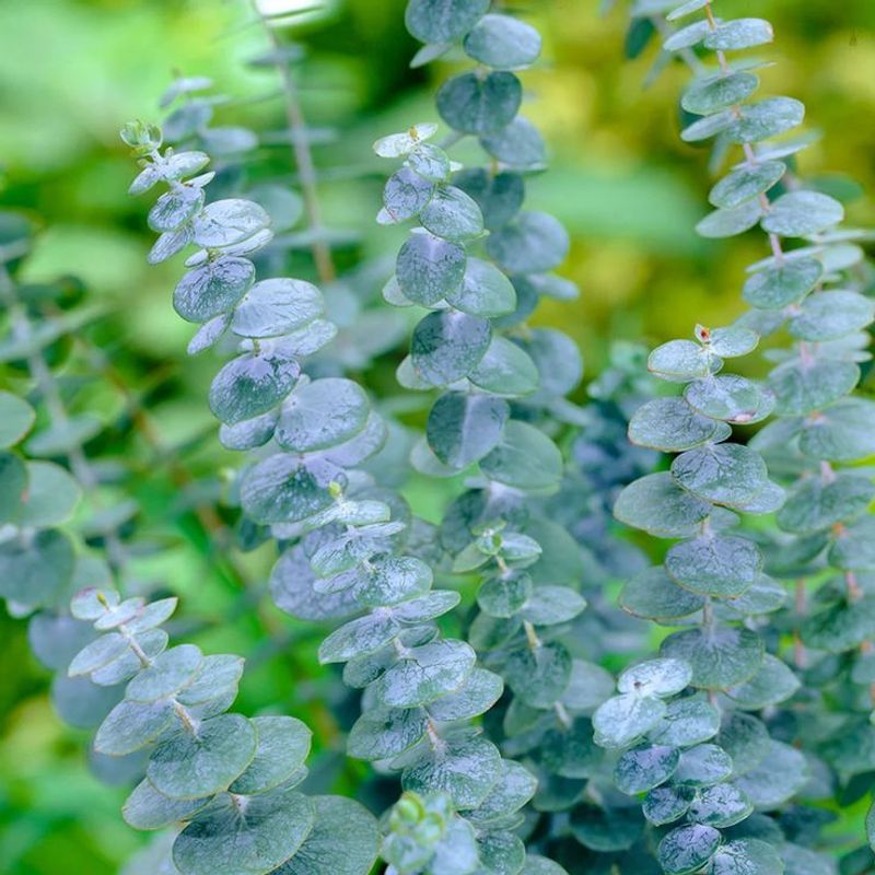 Eucalyptus