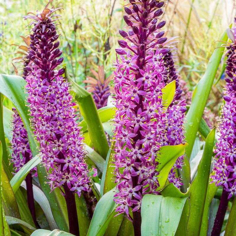 Eucomis