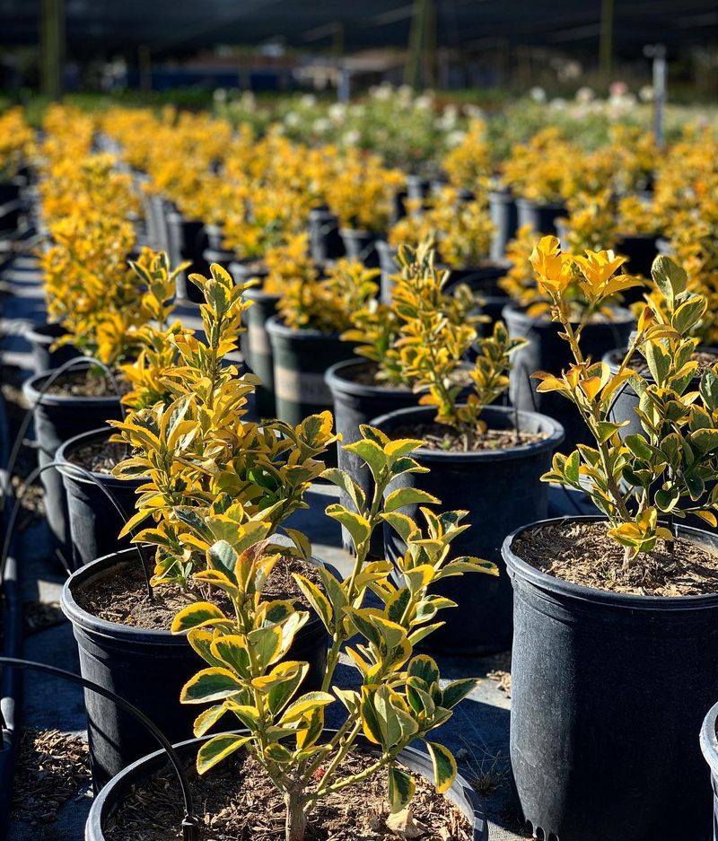 Euonymus