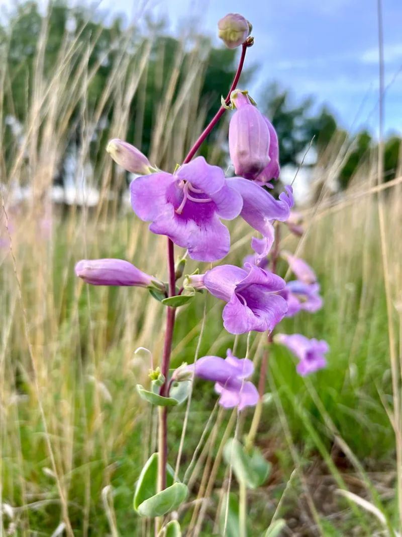 Beardtongue