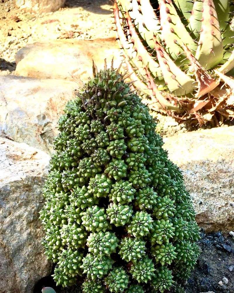 Euphorbia