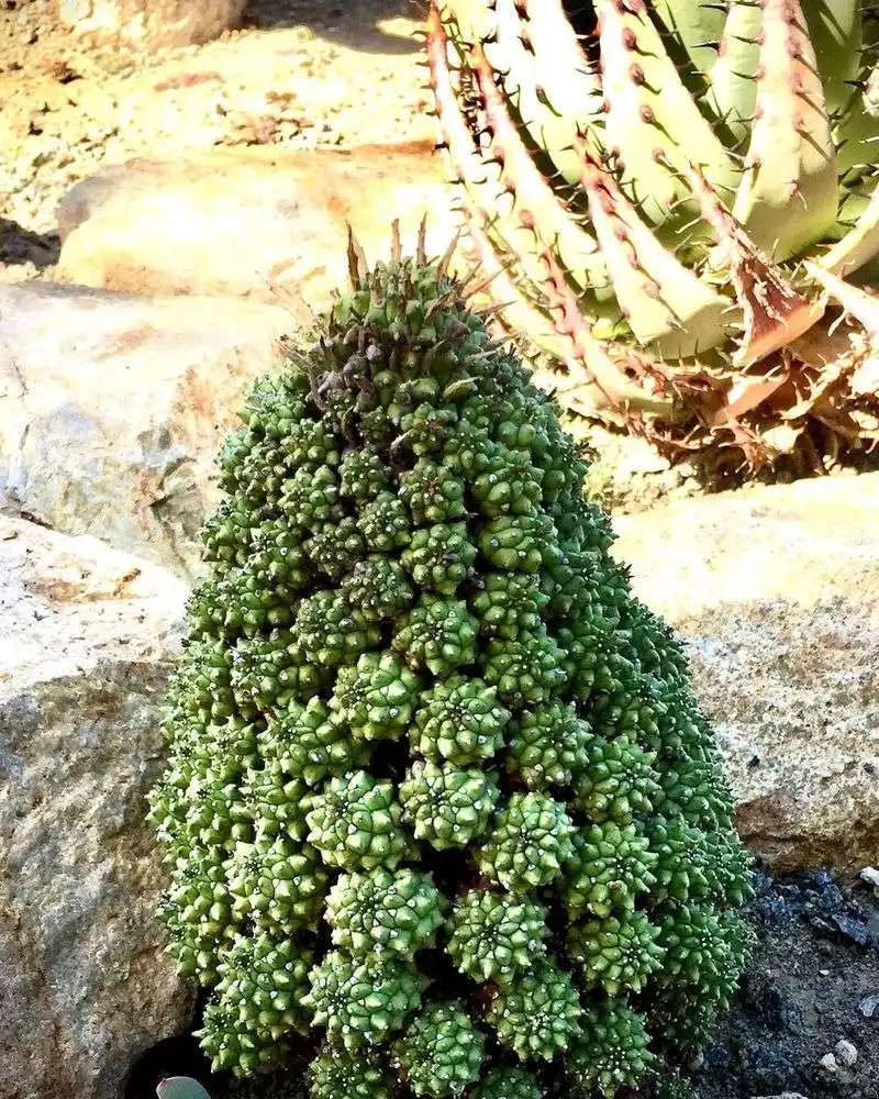 Euphorbia