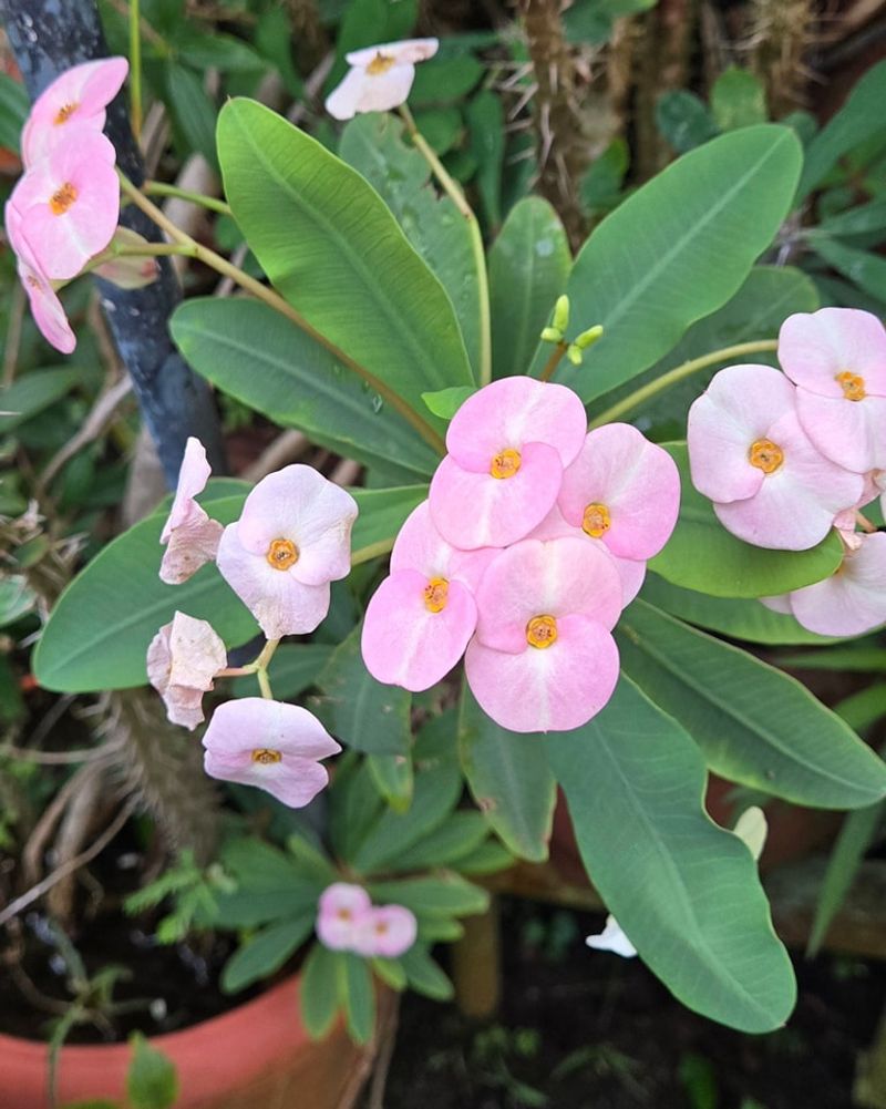 Euphorbia