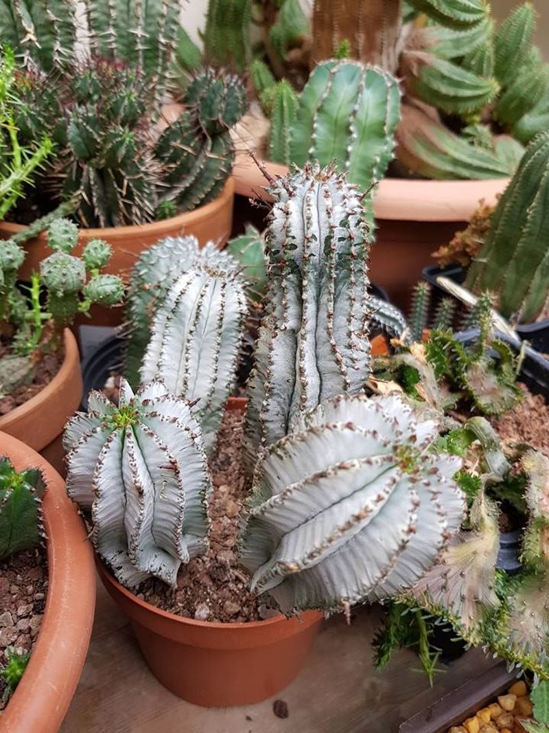 Euphorbia
