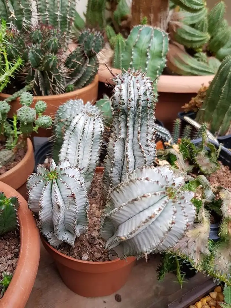 Euphorbia