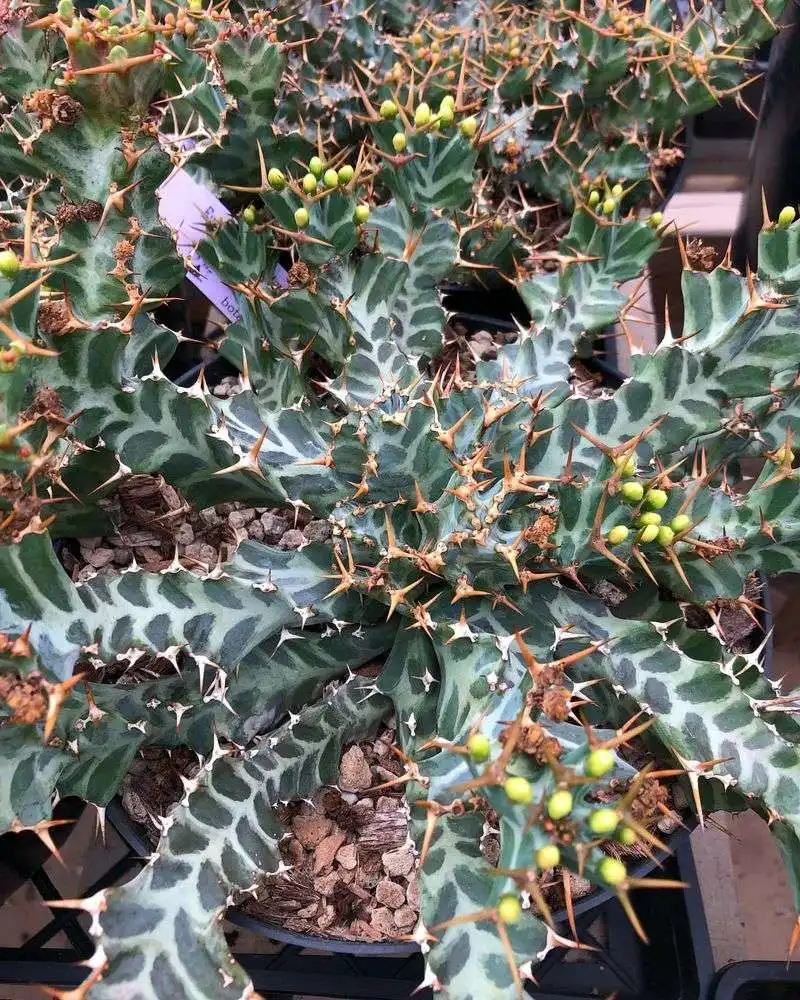 Euphorbia
