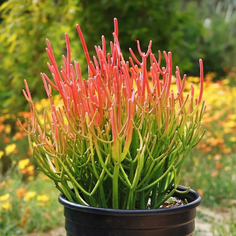 Euphorbia Tirucalli (Firesticks)