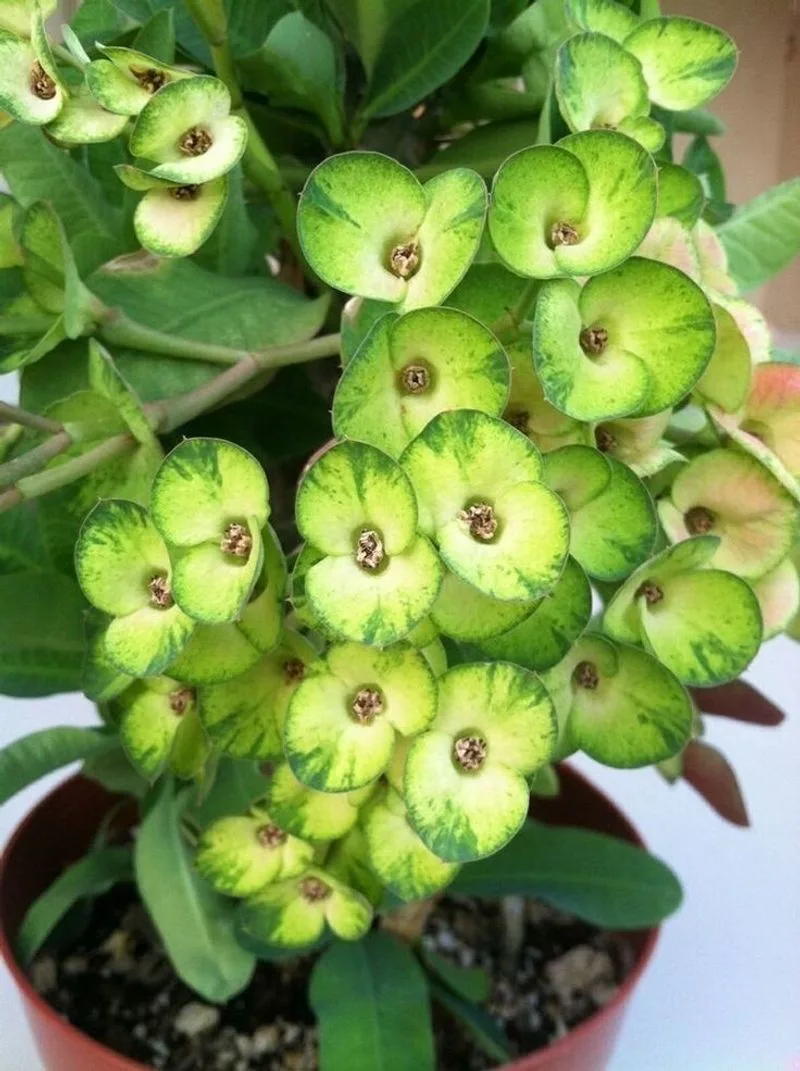 Euphorbia