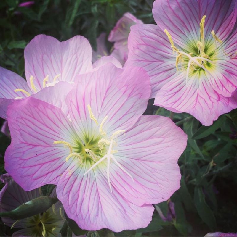 Evening Primrose