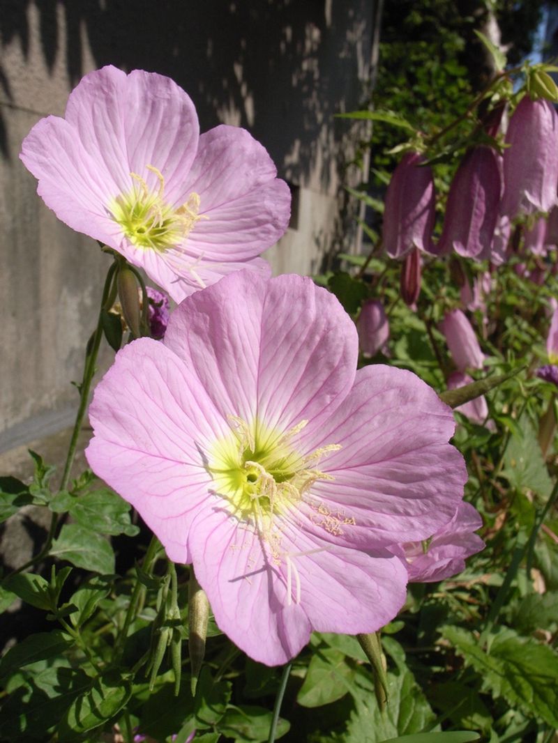 Evening Primrose