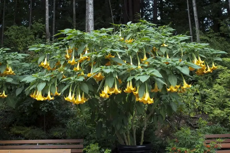Angel's Trumpet