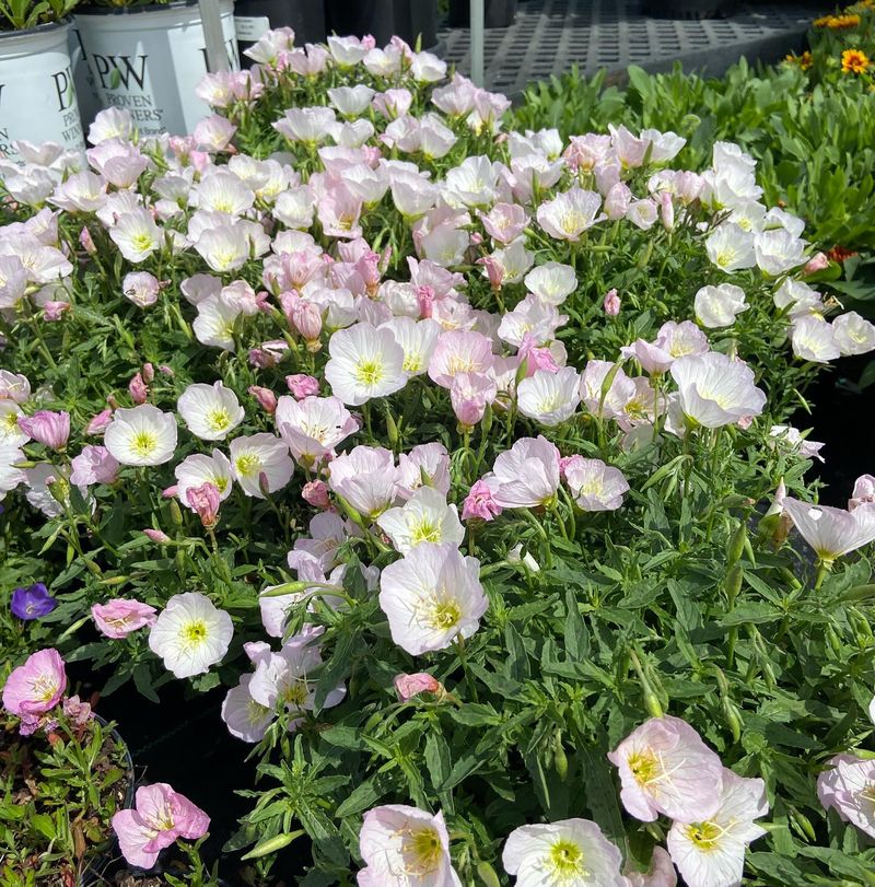 Evening Primrose