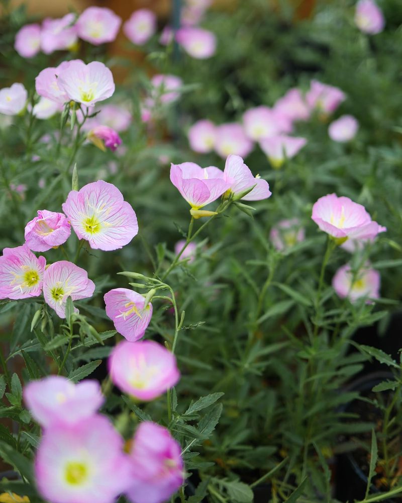 Evening Primrose