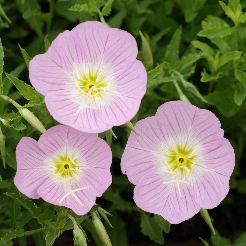 Evening-Scented Primrose