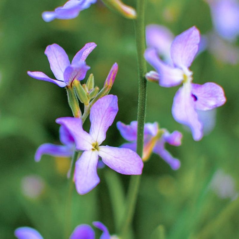 Evening Stock