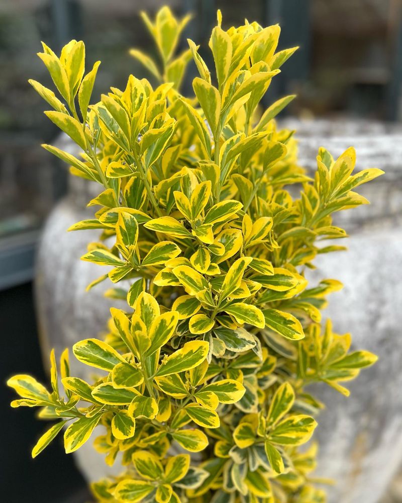 Evergreen Euonymus