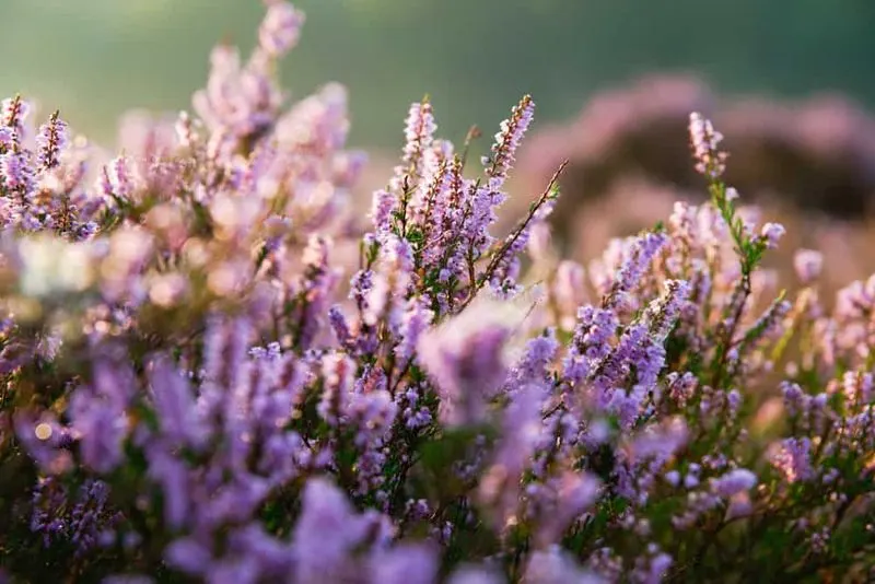 Heather