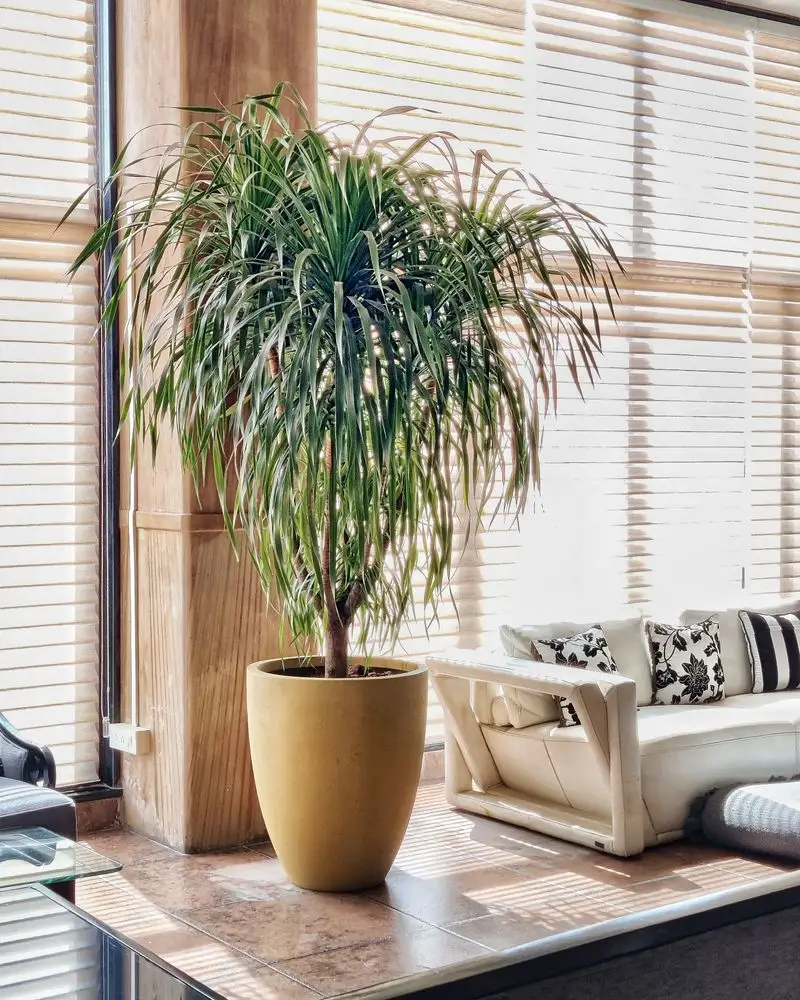 Exotic Desert Corner