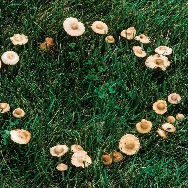 Fairy Rings