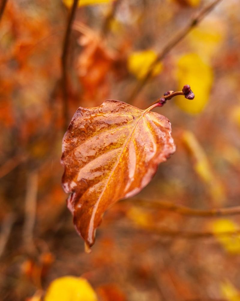 Fallen Leaves