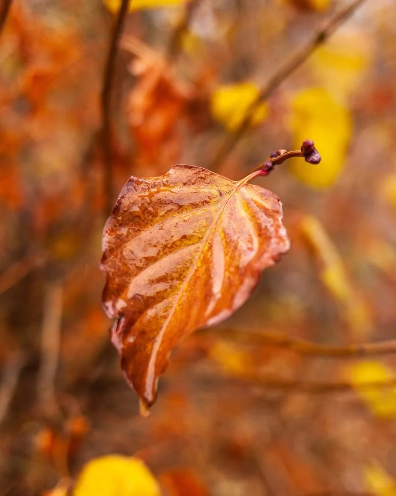 Fallen Leaves