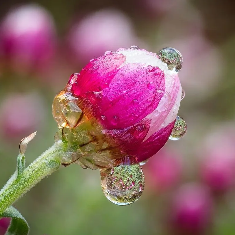Falling Flowers or Buds