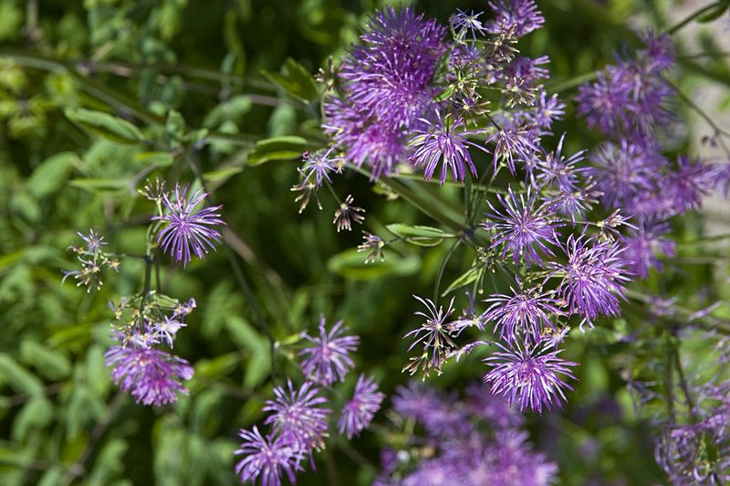 Meadow Rue