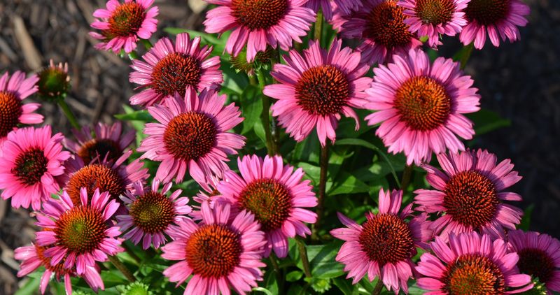 Fatal Attraction Coneflower