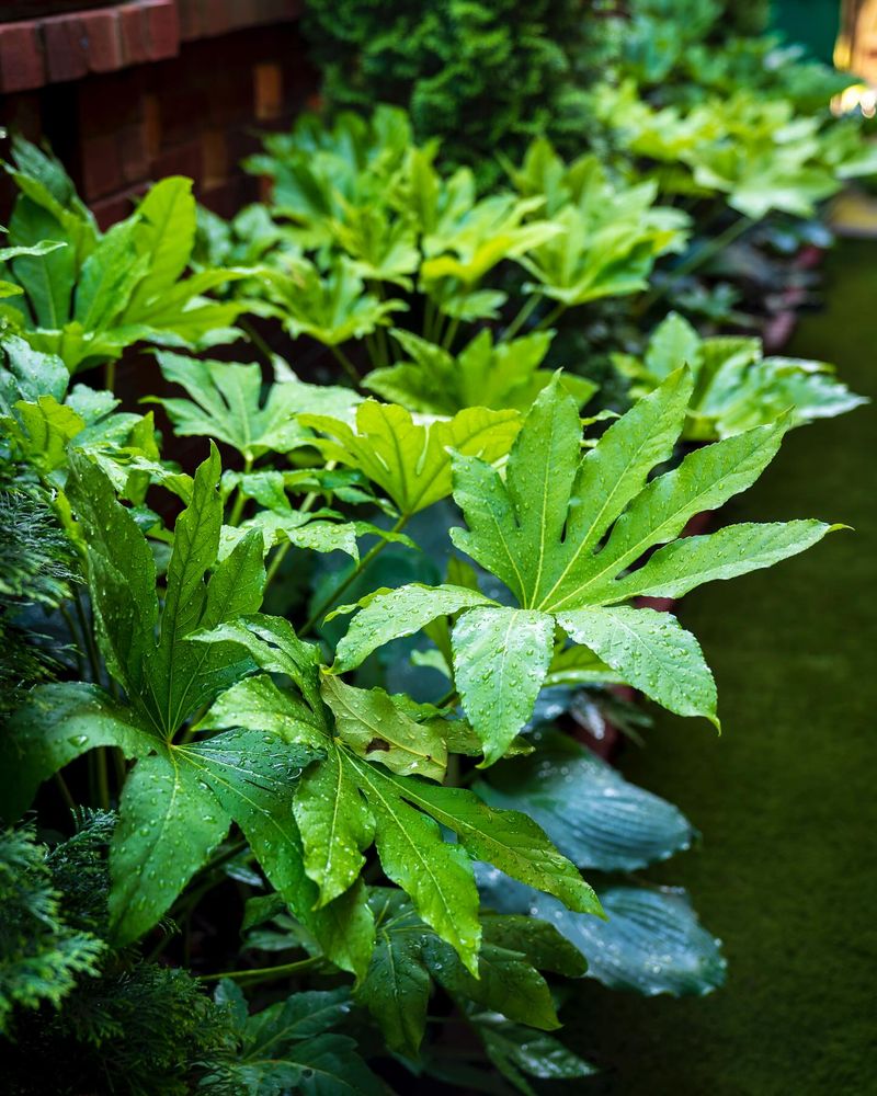 Fatsia Japonica
