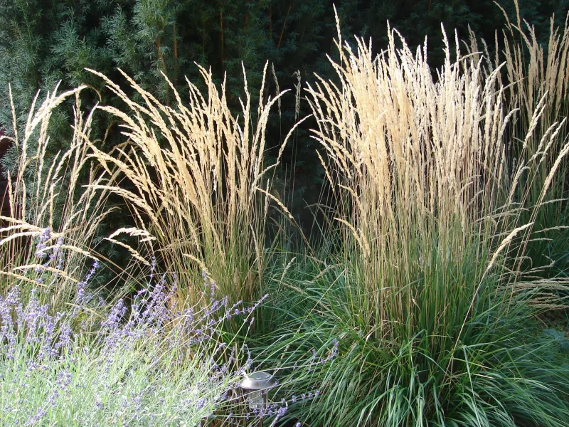 Feather Reed Grass (Calamagrostis)