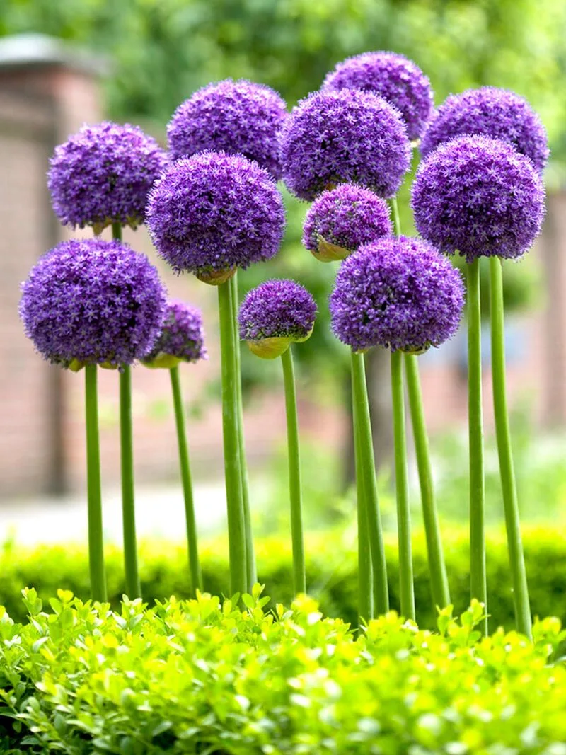 Giant Allium