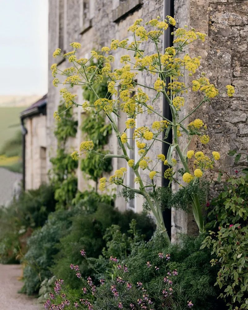 Fennel