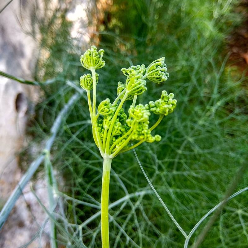 Fennel