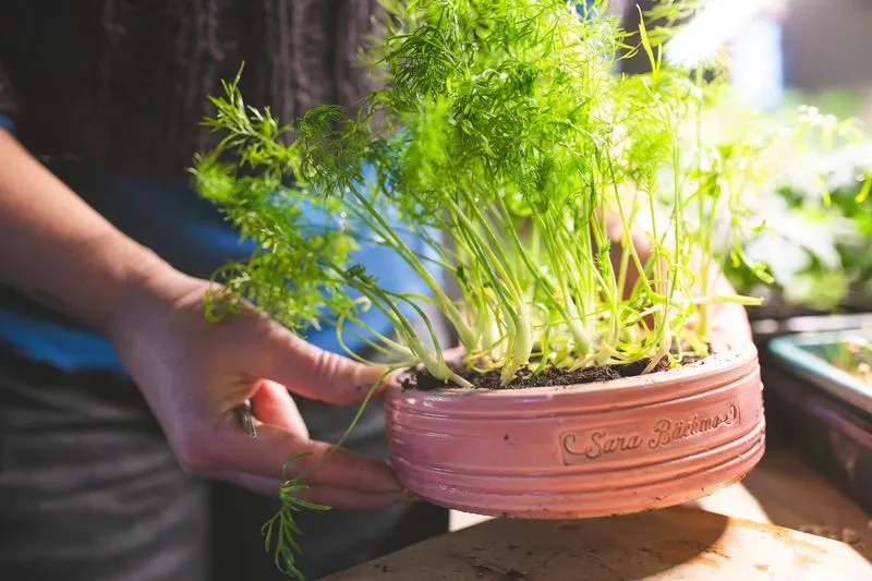 Fennel