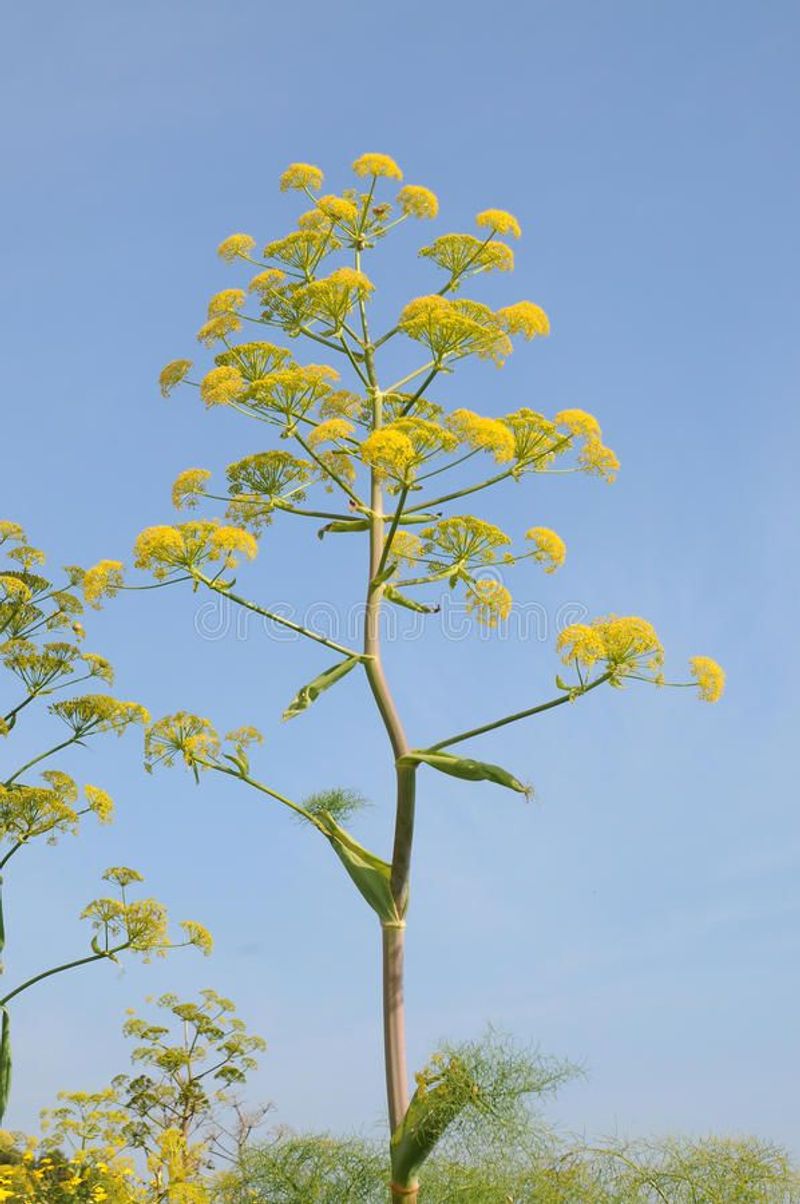 Fennel