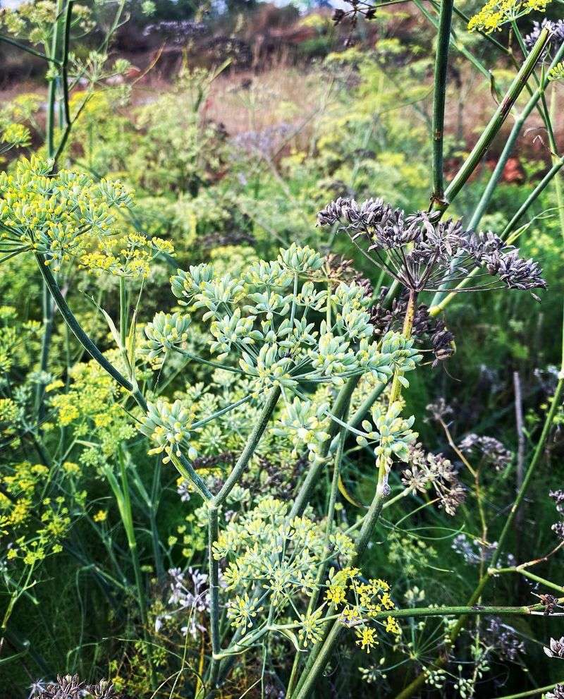 Fennel