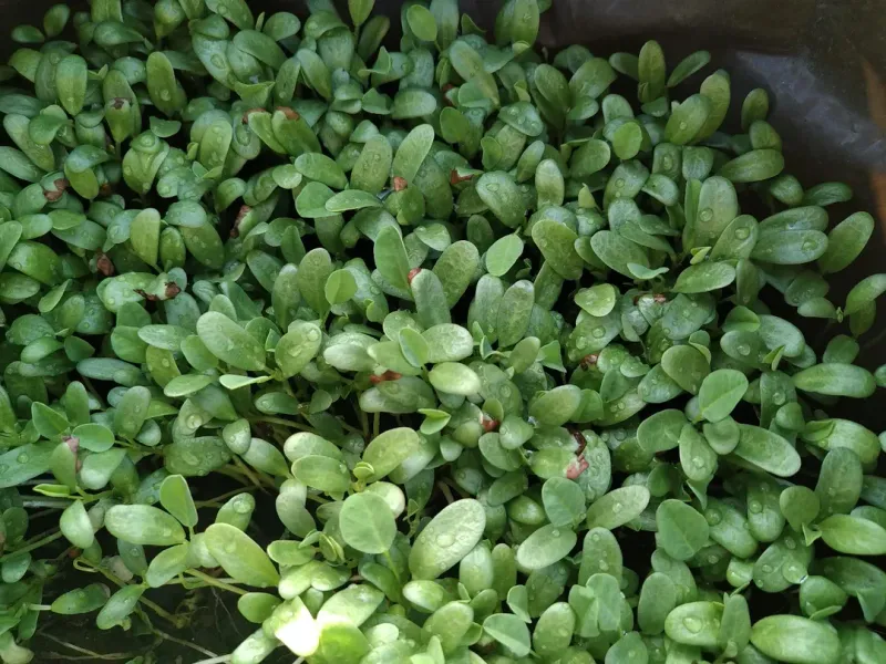 Fenugreek Microgreens