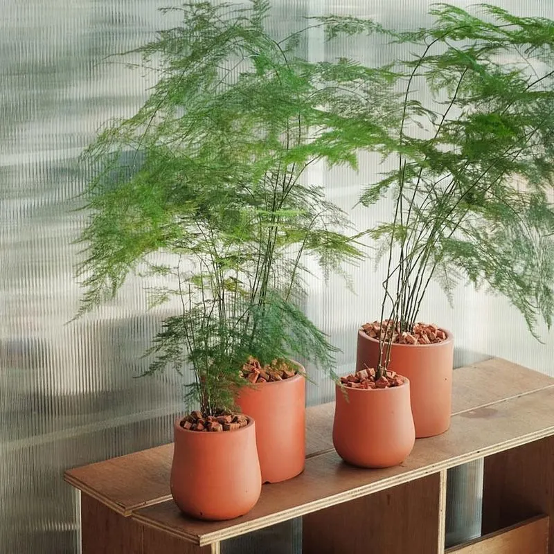 Fern