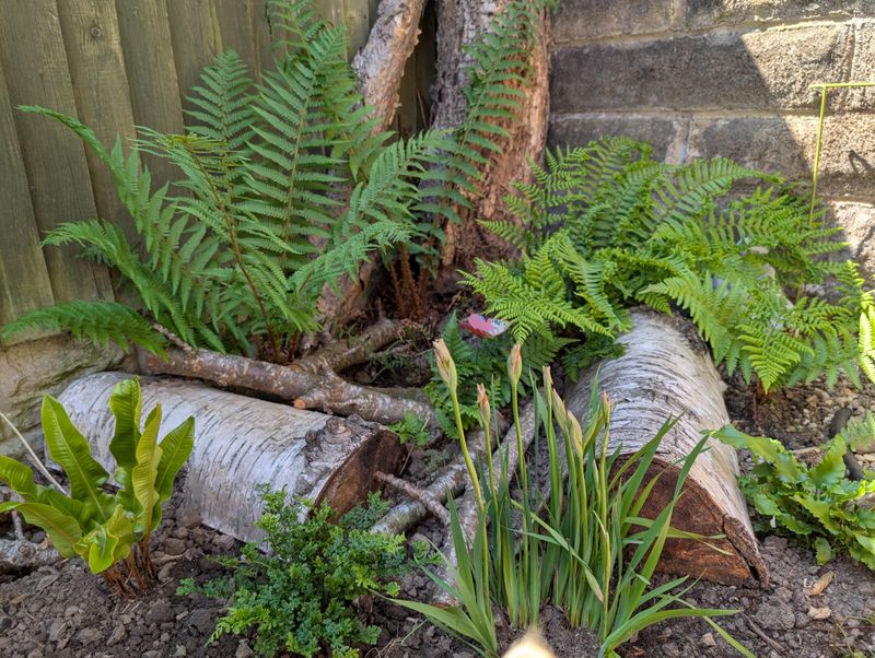 Fern Corners